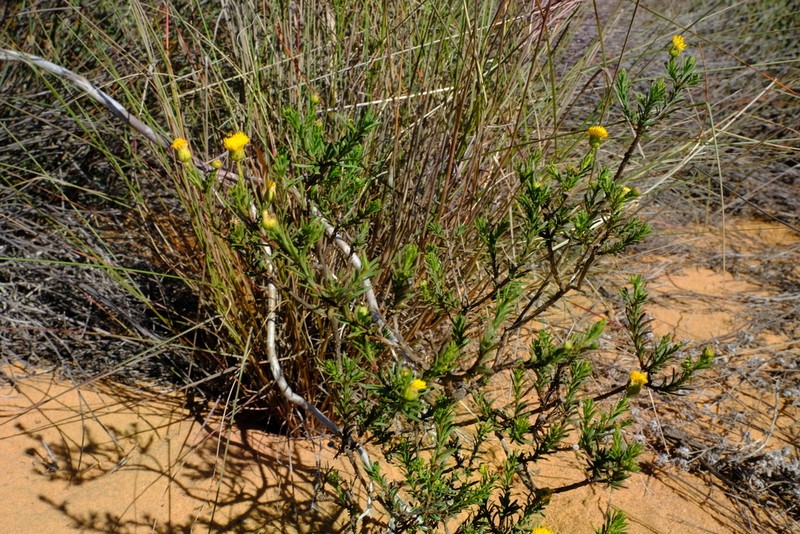 Chrysocoma longifolia photo 4