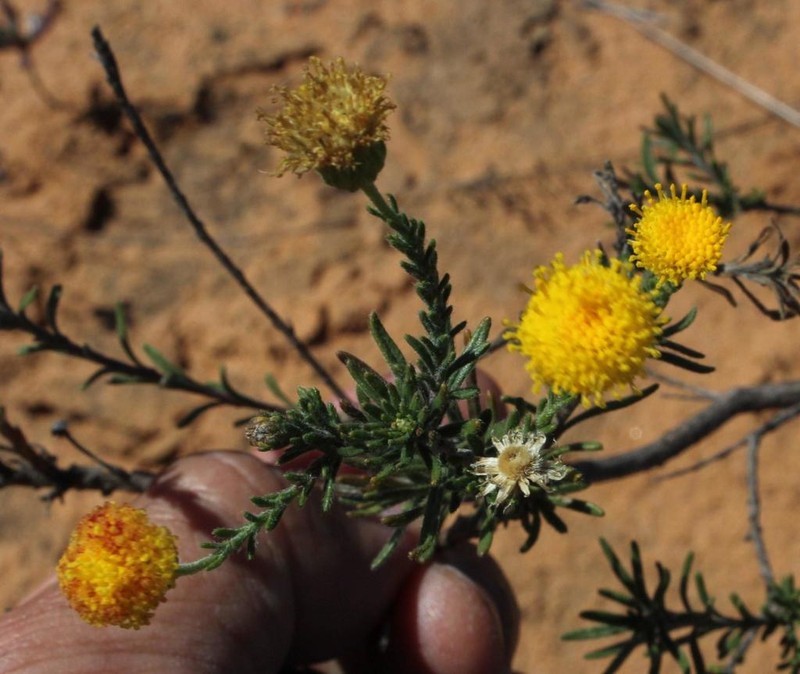 Chrysocoma longifolia photo 5