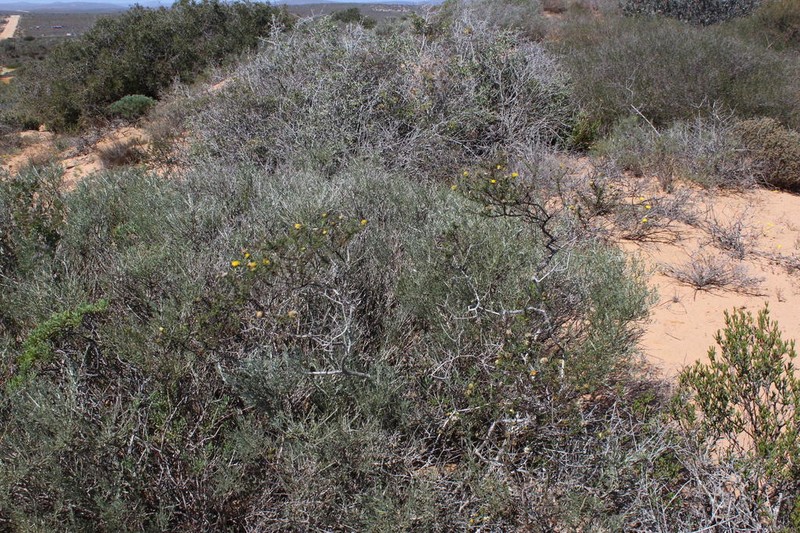 Chrysocoma longifolia photo 6