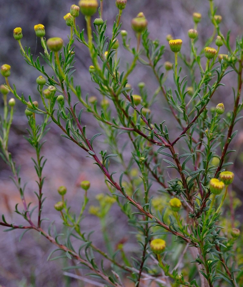 Chrysocoma longifolia photo 7