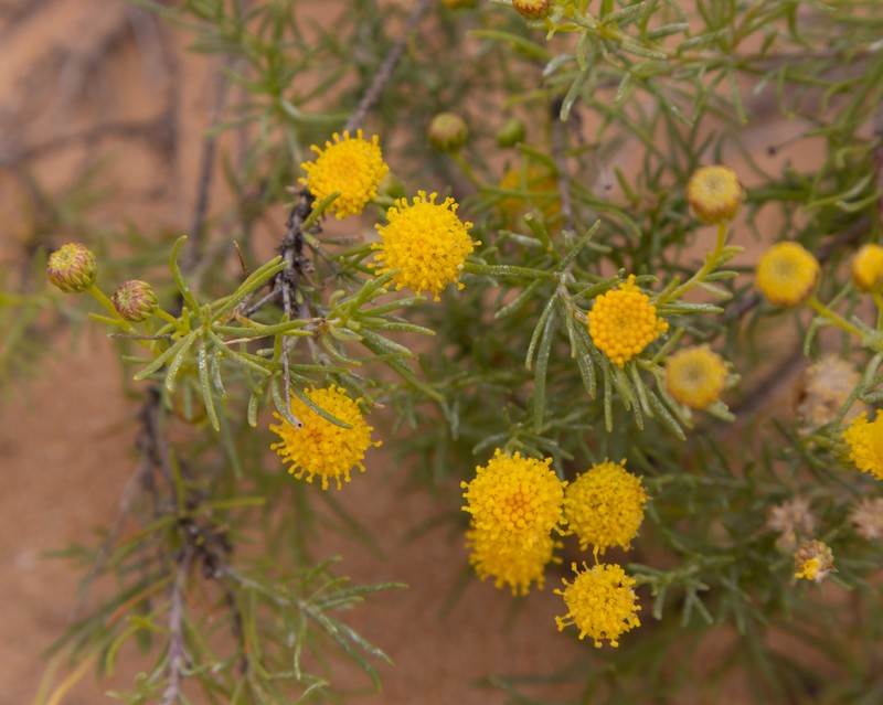 Chrysocoma longifolia photo 8