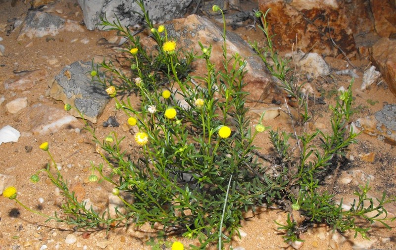Chrysocoma microphylla photo 2
