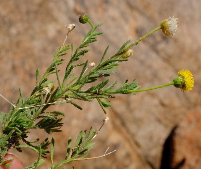Chrysocoma microphylla photo 3