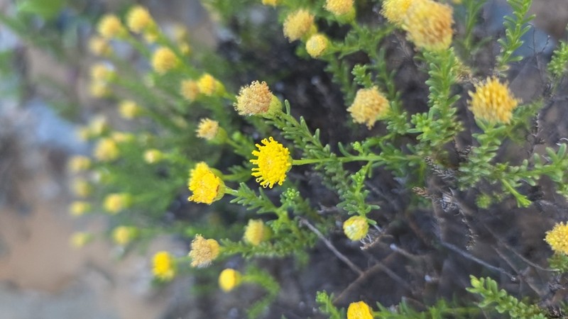 Chrysocoma microphylla photo 4