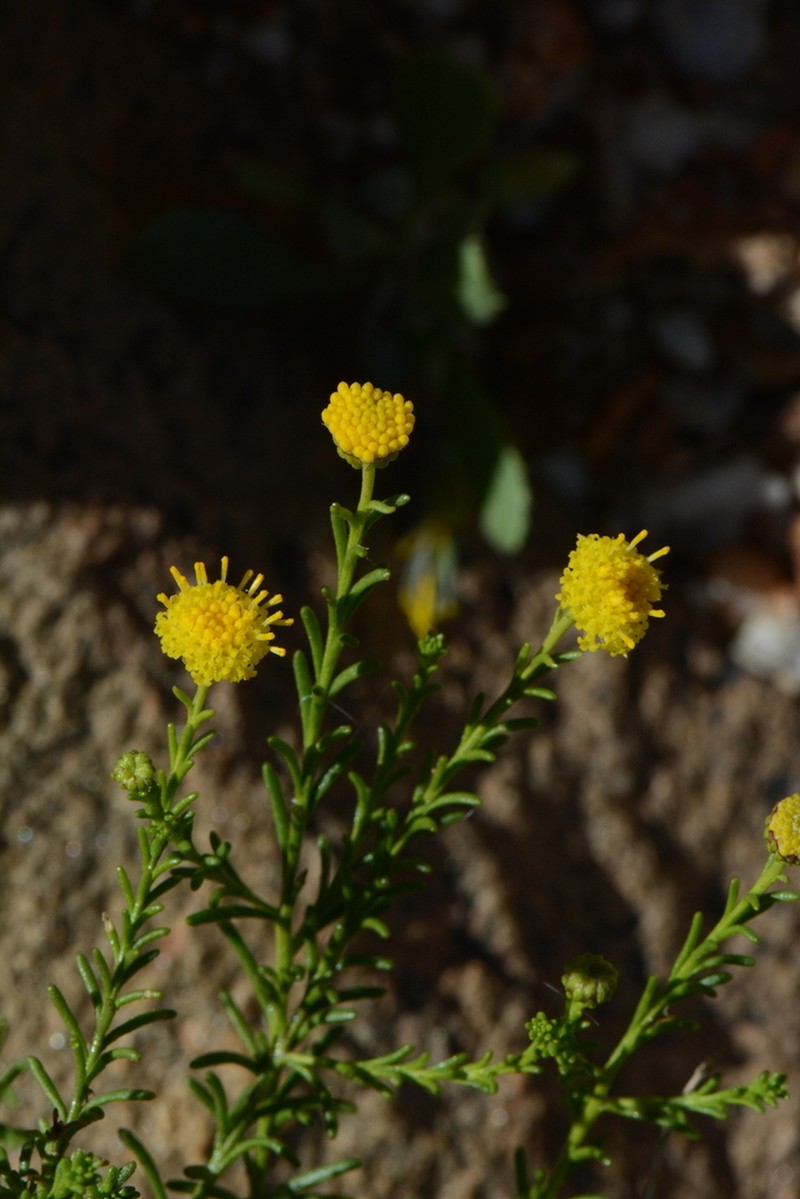 Chrysocoma microphylla photo 5