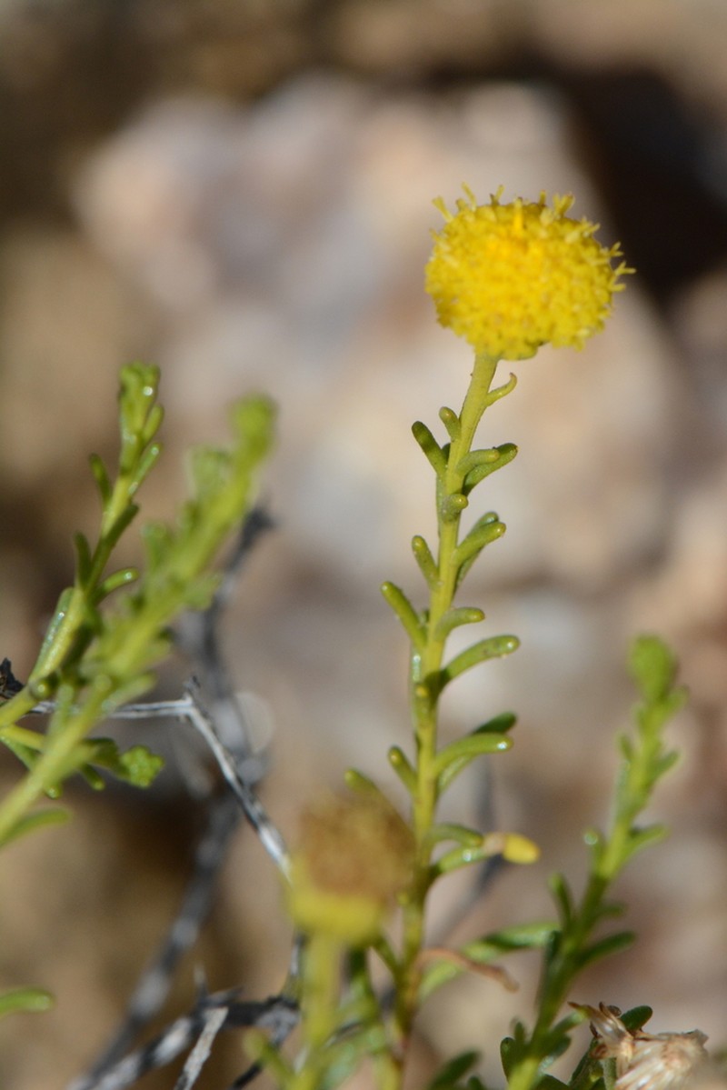 Chrysocoma microphylla photo 6
