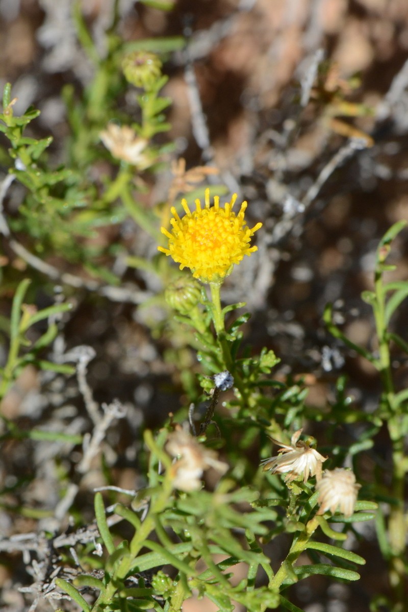 Chrysocoma microphylla photo 7