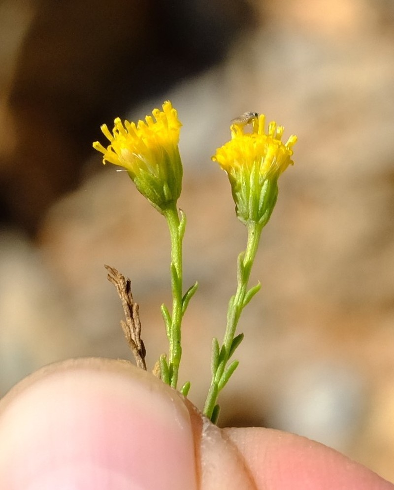 Chrysocoma microphylla photo 8
