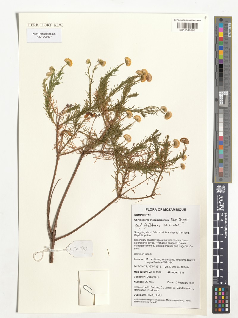 Chrysocoma mozambicensis