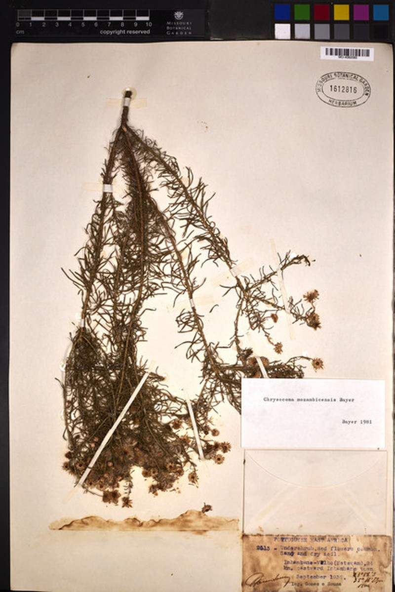 Chrysocoma mozambicensis photo 2