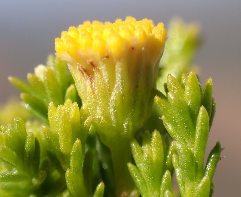 Chrysocoma oblongifolia