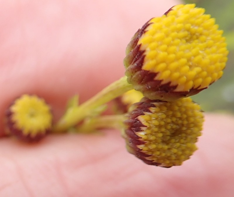 Chrysocoma oblongifolia photo 3