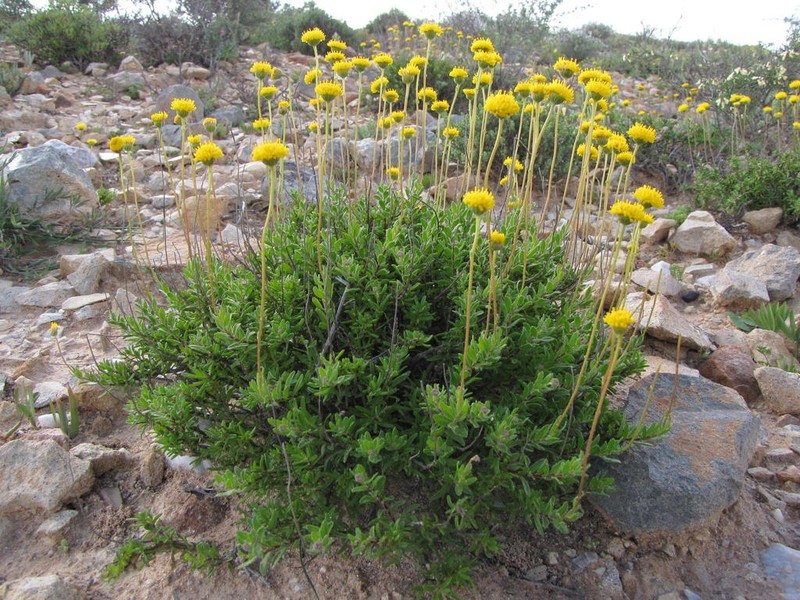 Chrysocoma oblongifolia photo 4