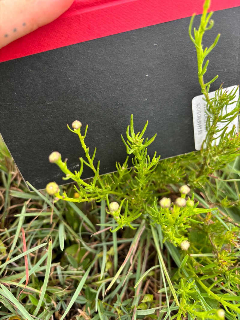 Chrysocoma oblongifolia photo 5