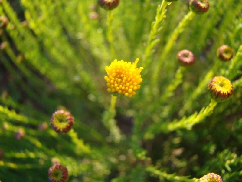 Chrysocoma oblongifolia photo 6