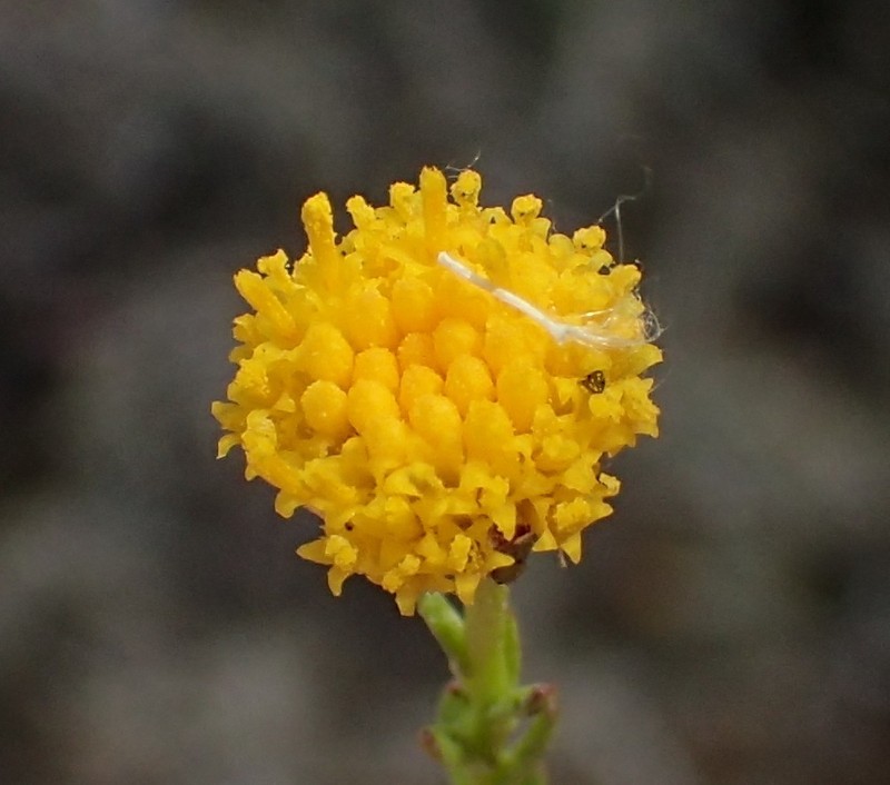 Chrysocoma oblongifolia photo 7