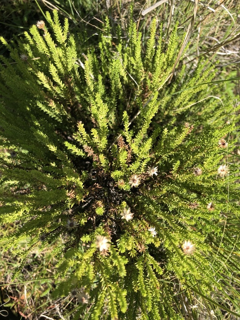 Chrysocoma oblongifolia photo 8