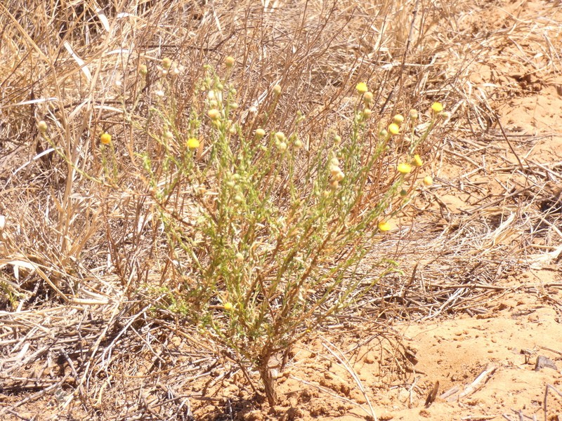 Chrysocoma obtusata photo 4