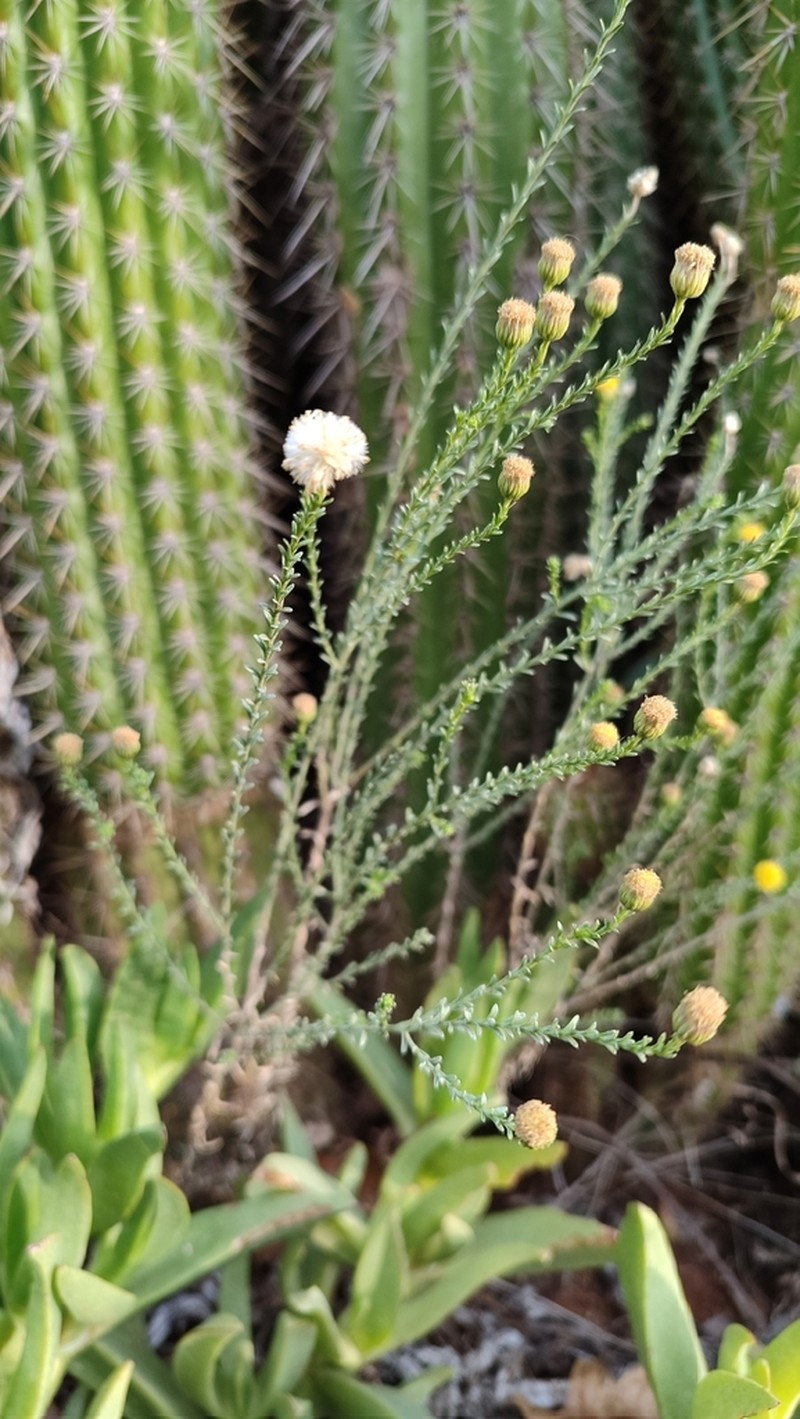 Chrysocoma obtusata photo 5