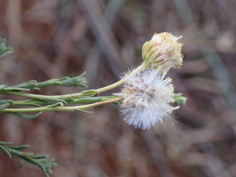Chrysocoma obtusata photo 6
