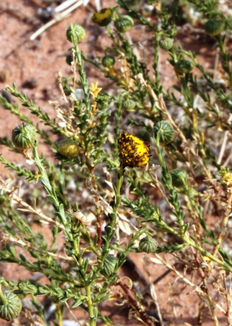Chrysocoma obtusata photo 7