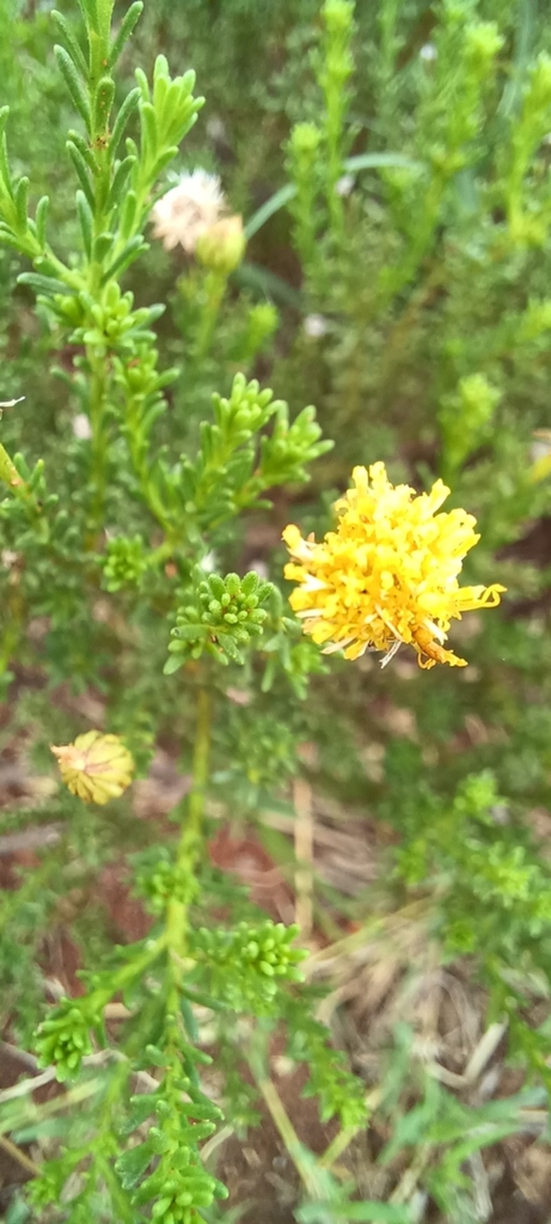 Chrysocoma obtusata photo 8