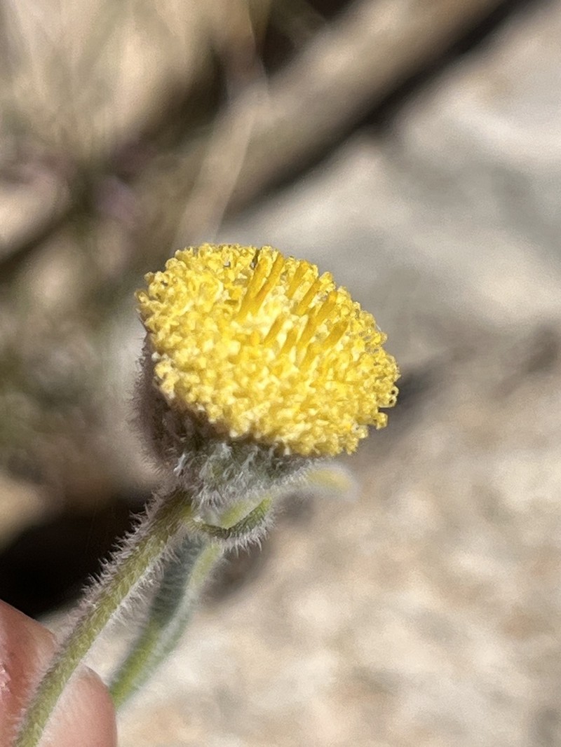 Chrysocoma puberula