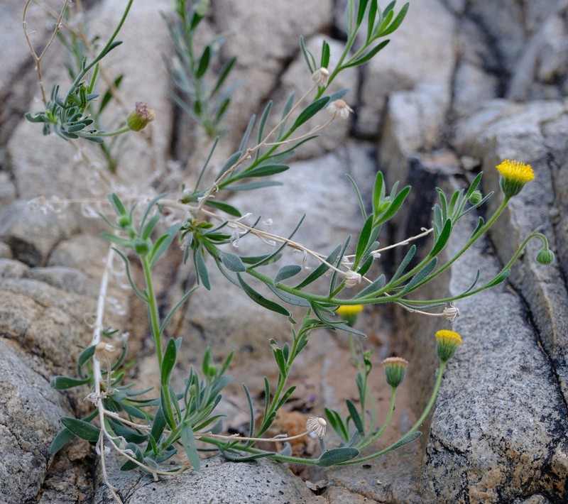 Chrysocoma puberula photo 2