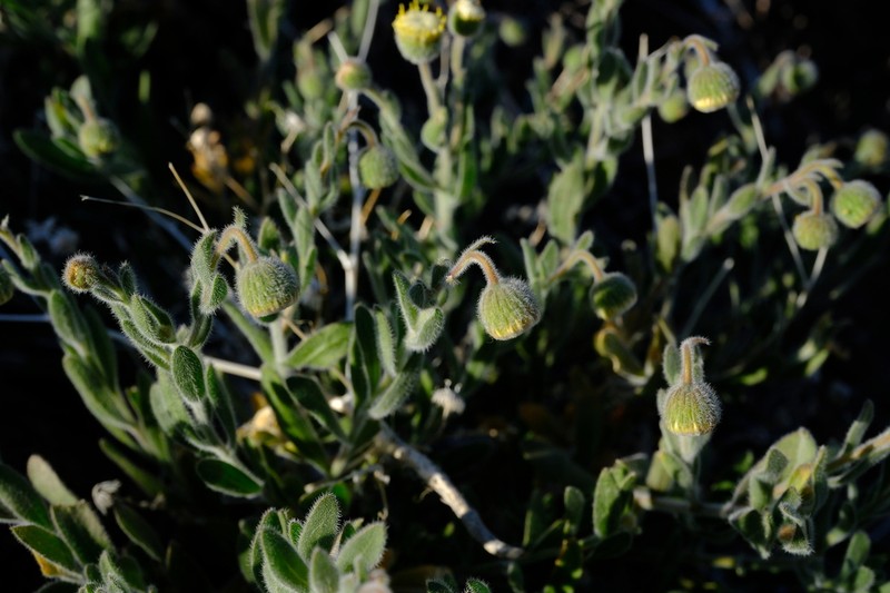 Chrysocoma puberula photo 3