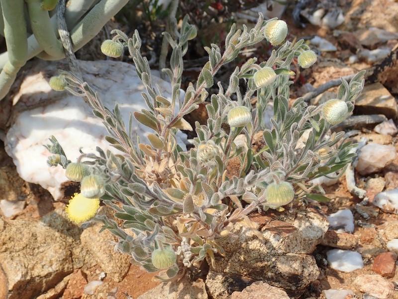 Chrysocoma puberula photo 4