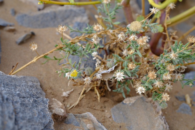 Chrysocoma puberula photo 5