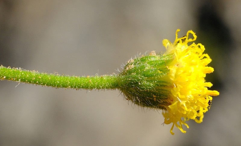 Chrysocoma puberula photo 8