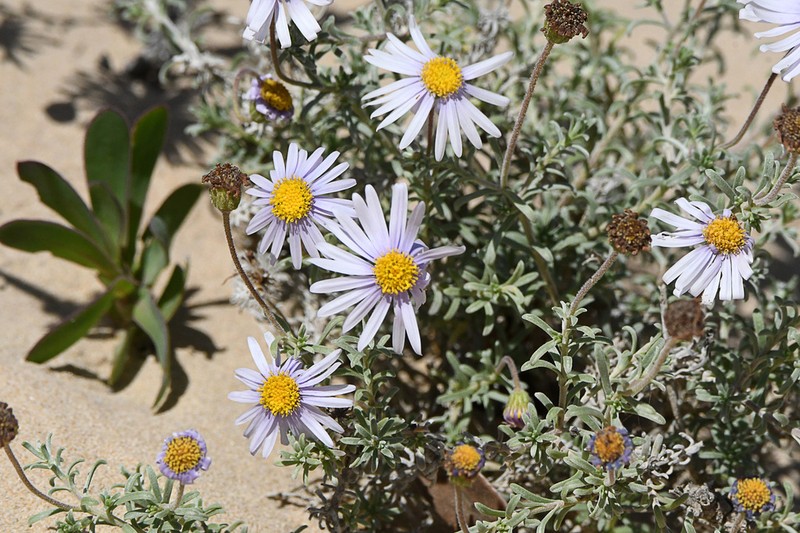 Chrysocoma rigidula
