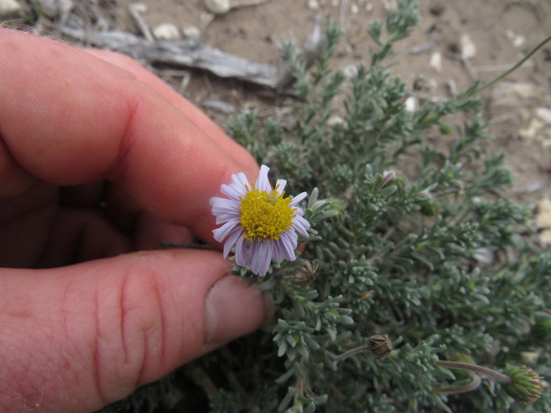 Chrysocoma rigidula photo 3