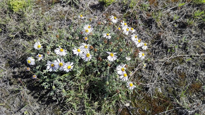 Chrysocoma rigidula photo 5