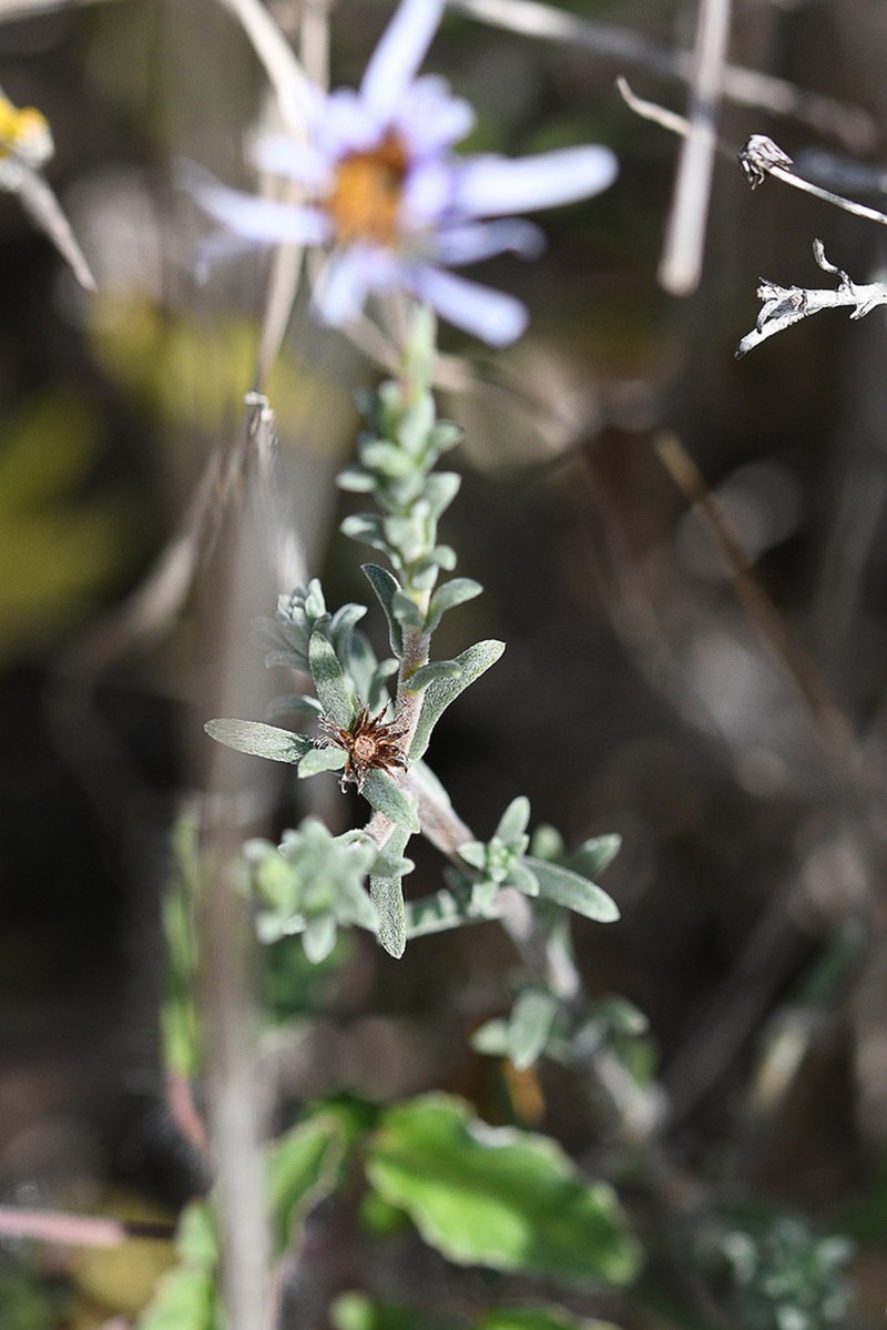 Chrysocoma rigidula photo 6