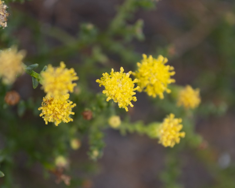 Chrysocoma sparsifolia