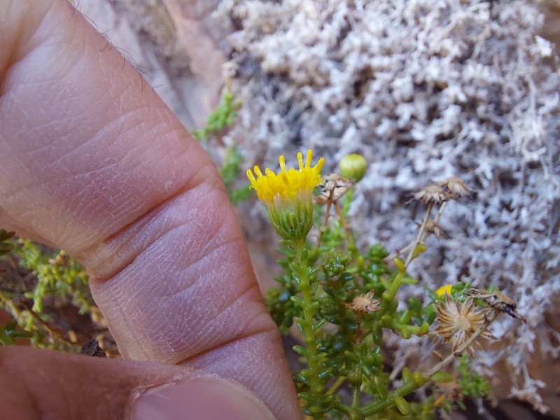 Chrysocoma sparsifolia photo 2