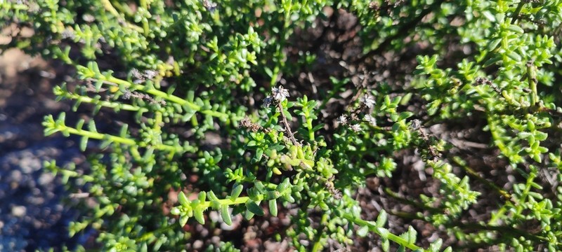 Chrysocoma sparsifolia photo 3