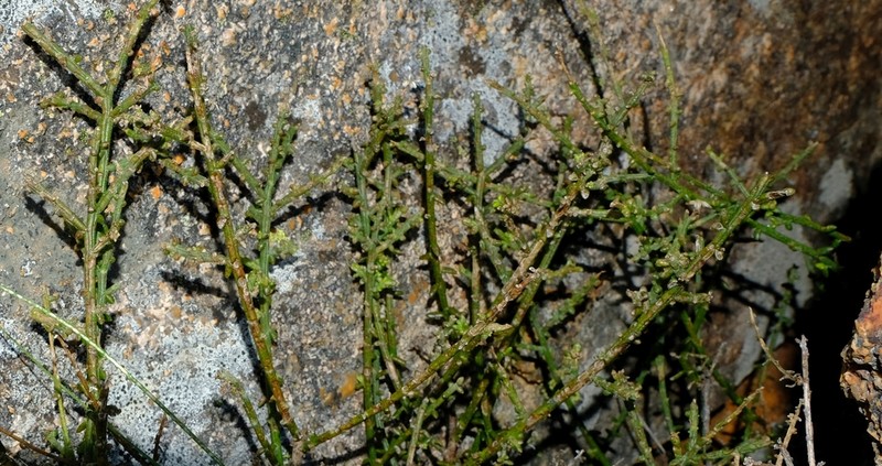 Chrysocoma sparsifolia photo 4