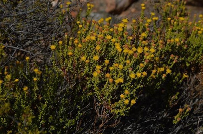 Chrysocoma sparsifolia photo 5