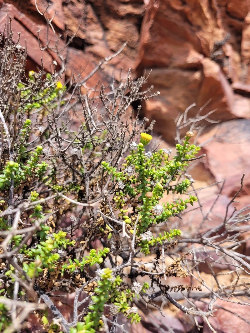Chrysocoma sparsifolia photo 6