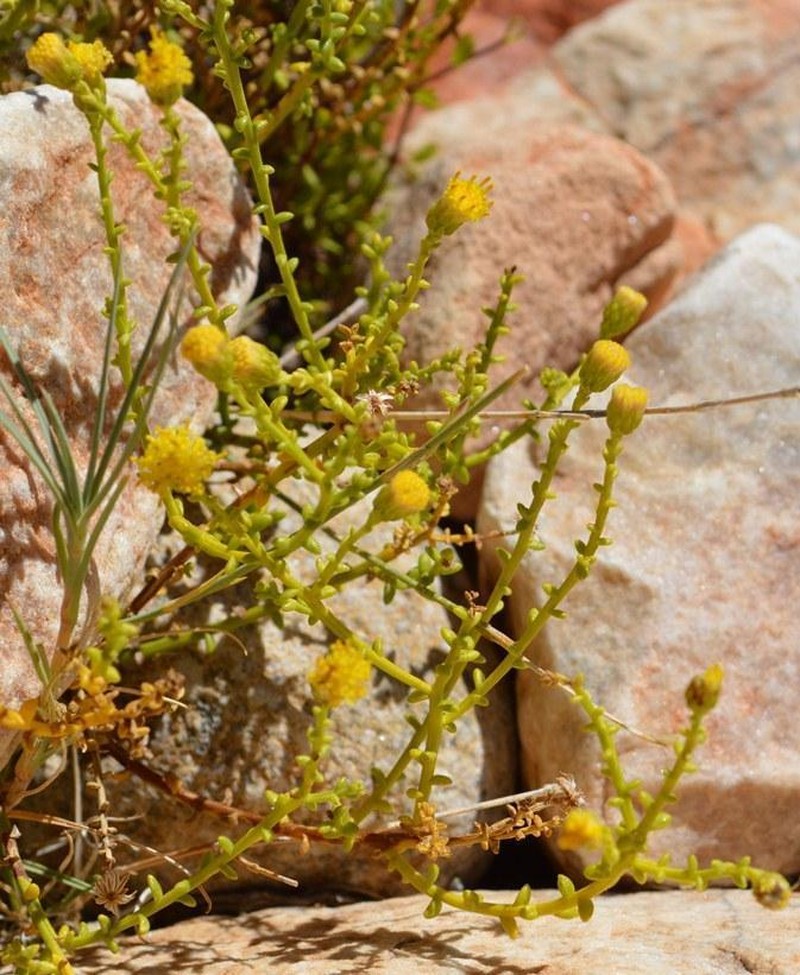 Chrysocoma sparsifolia photo 7