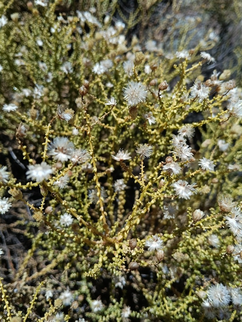 Chrysocoma sparsifolia photo 8