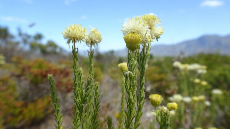 Chrysocoma strigosa