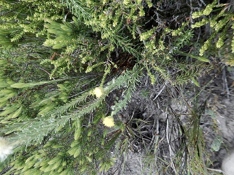 Chrysocoma strigosa photo 2