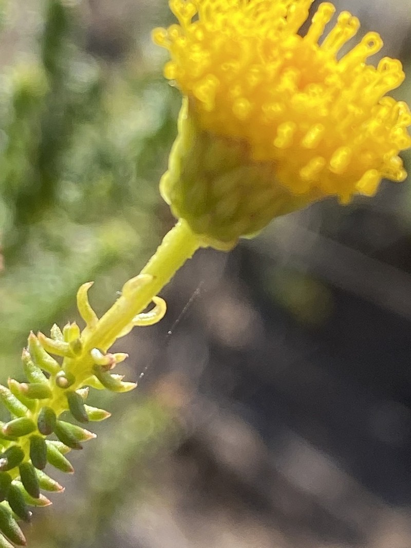 Chrysocoma strigosa photo 3