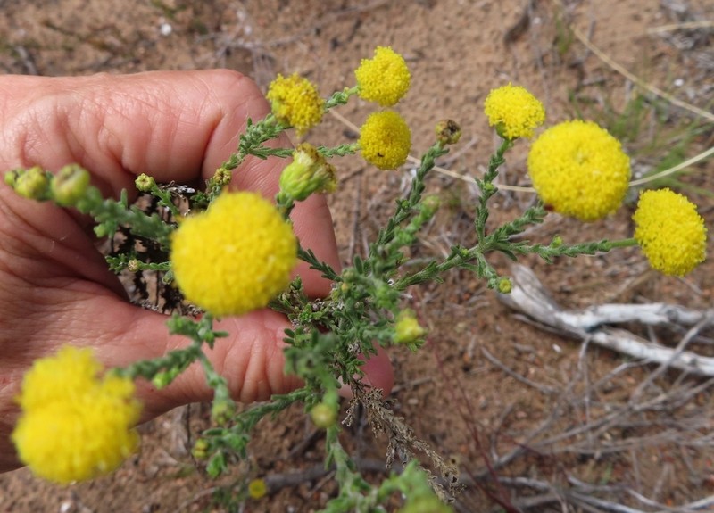 Chrysocoma strigosa photo 5