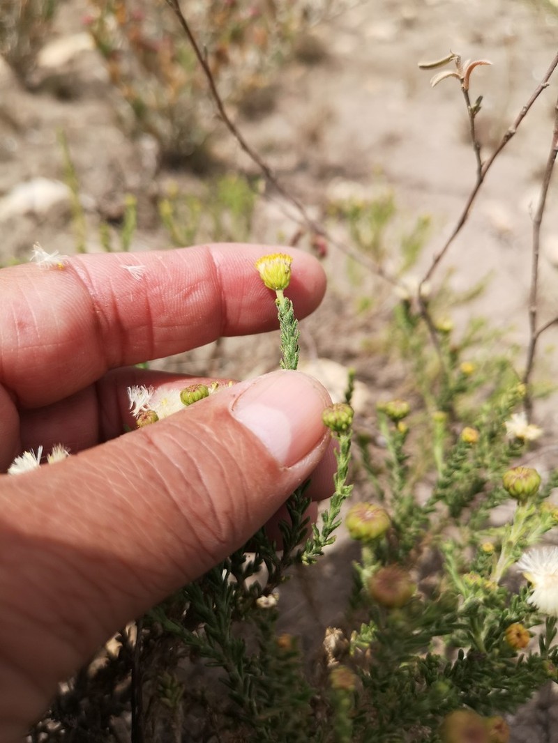 Chrysocoma strigosa photo 7