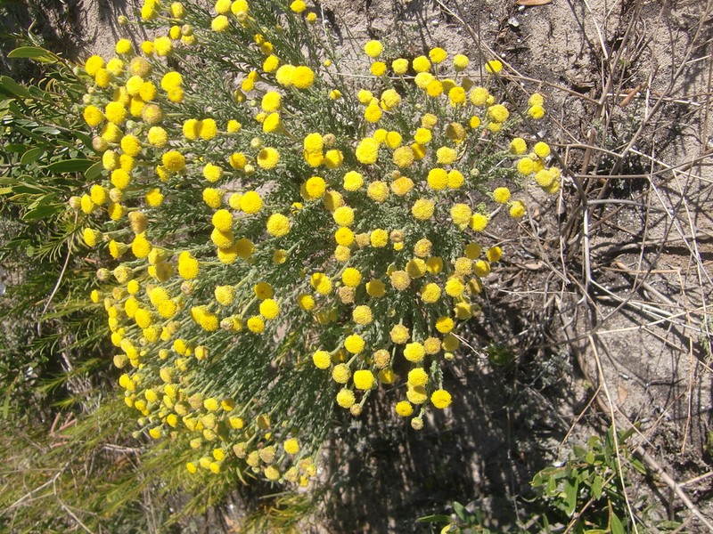 Chrysocoma strigosa photo 8